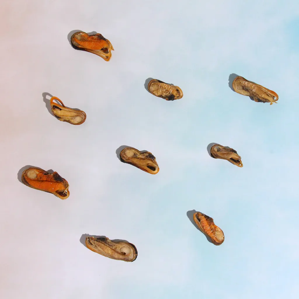 良犬肉舖 鮮肉低溫烘培減鹽的紐西蘭綠唇飴貝