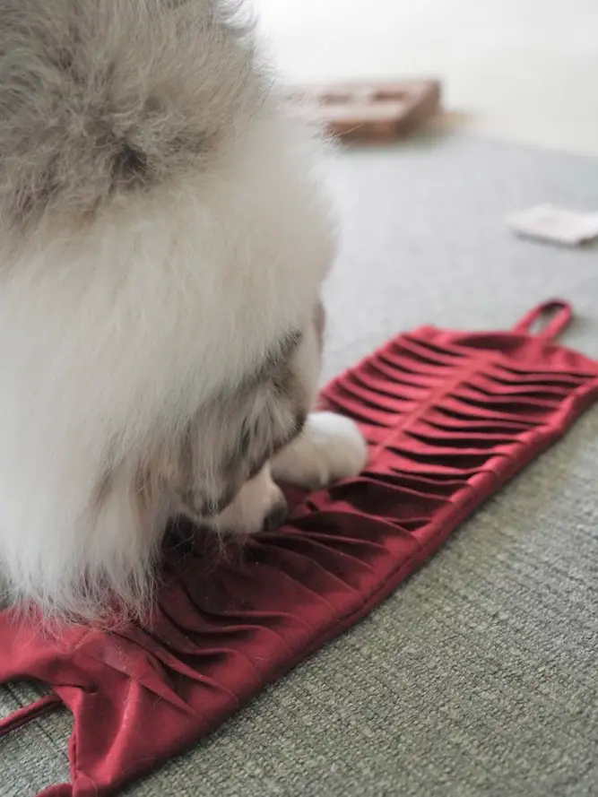 HAVE A NOSE DAY 嗅聞抱抱