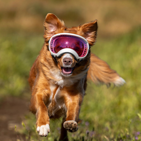Rex Specs 第二代犬用太陽護目鏡 珠光系列
