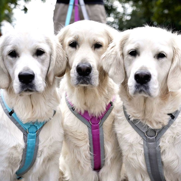 Anny.X 灰色系樂趣胸背帶1