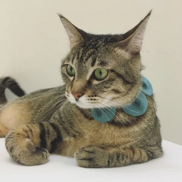 Circle Studio 一朵花領巾 素色