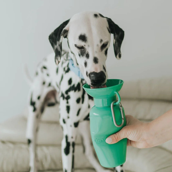 Springer 經典旅行水壺 650ml