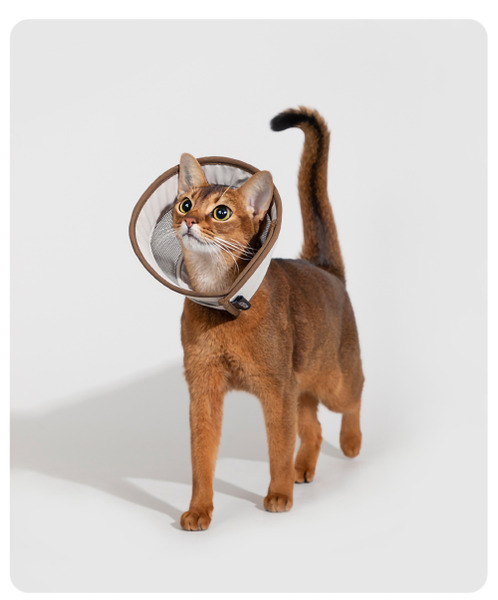 HiDREAM 網格伊莉莎白頸圈 (兩色)