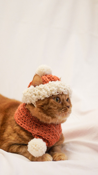 Qbabyxi_pet 冬季組合